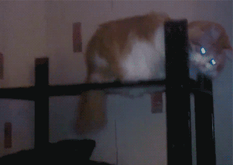 Acid Gifdump, October 27, 2014 (25 gifs)