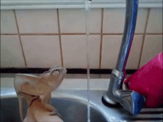 Acid Gifdump, October 27, 2014 (25 gifs)