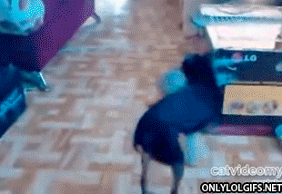 Acid Gifdump, October 27, 2014 (25 gifs)