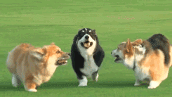 Acid Gifdump, October 27, 2014 (25 gifs)