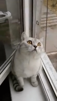 Acid Gifdump, October 28, 2014 (25 gifs)