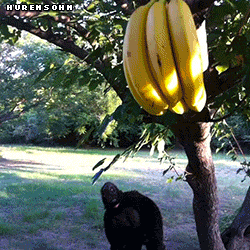 Acid Gifdump, October 28, 2014 (25 gifs)