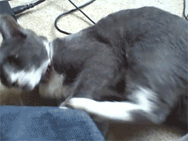 Acid Gifdump, October 28, 2014 (25 gifs)