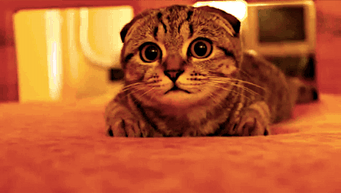 Acid Gifdump, October 28, 2014 (25 gifs)