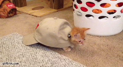 Acid Gifdump, November 17, 2014 (25 gifs)