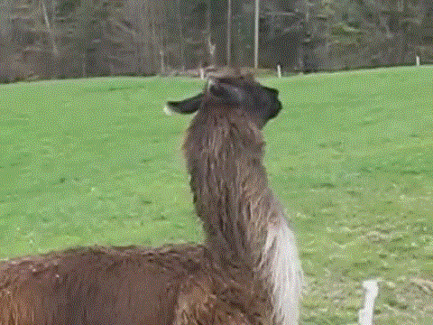 Acid Gifdump, November 17, 2014 (25 gifs)