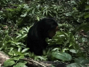 Acid Gifdump, December 02, 2014 (25 gifs)