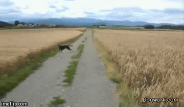 Acid Gifdump, December 04, 2014 (25 gifs)