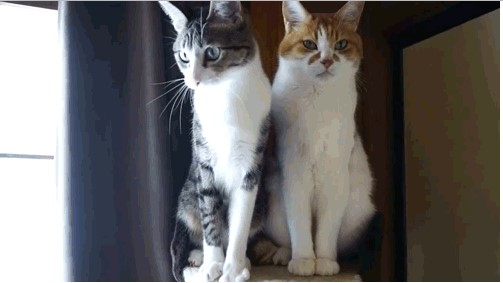 Acid Gifdump, February 03, 2015 (25 gifs)