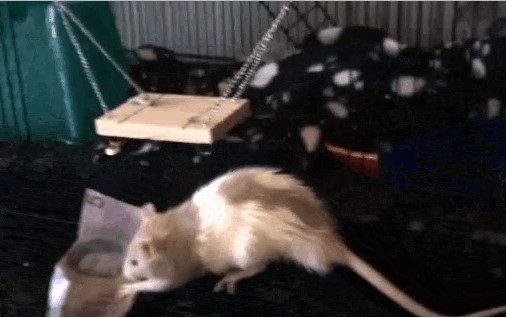 Acid Gifdump, February 10, 2015 (25 gifs)