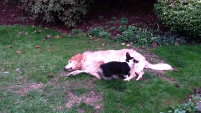 Acid Gifdump, February 13, 2015 (25 gifs)