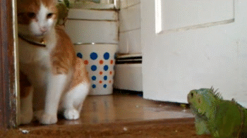 Acid Gifdump, March 02, 2015 (25 gifs)