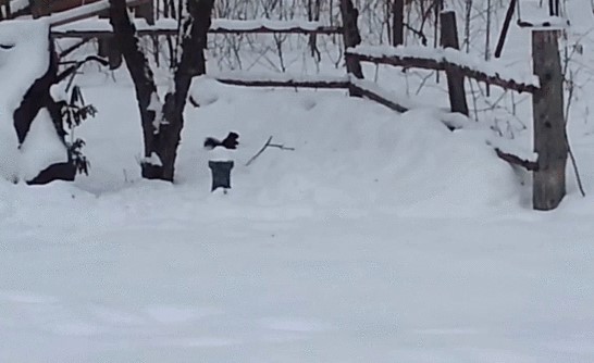 Acid Gifdump, March 10, 2015 (25 gifs)