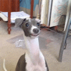 Acid Gifdump, March 13, 2015 (25 gifs)