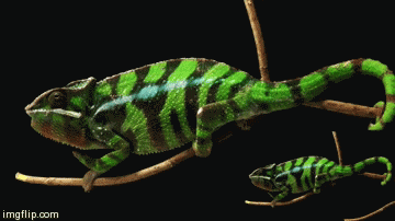 Acid Gifdump, March 13, 2015 (25 gifs)