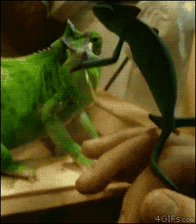 Acid Gifdump, March 20, 2015 (25 gifs)