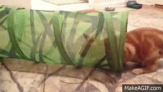 Acid Gifdump, March 20, 2015 (25 gifs)