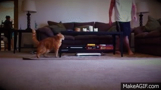 Acid Gifdump, March 20, 2015 (25 gifs)