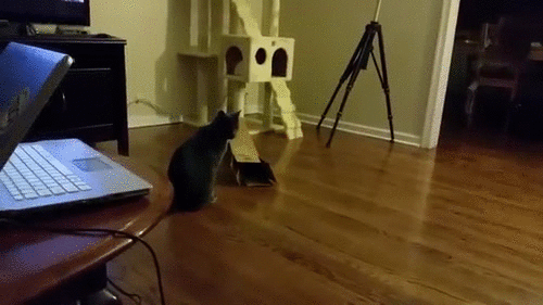Acid Gifdump, March 20, 2015 (25 gifs)