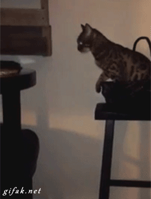 Acid Gifdump, March 27, 2015 (25 gifs)