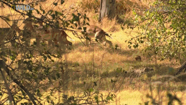 Acid Gifdump, March 27, 2015 (25 gifs)