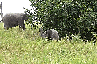 Acid Gifdump, March 30, 2015 (25 gifs)