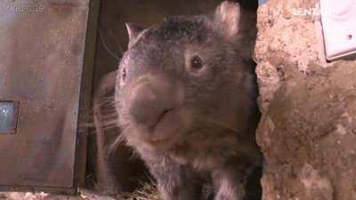 Acid Gifdump, April 08, 2015 (25 gifs)