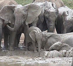 Acid Gifdump, April 08, 2015 (25 gifs)