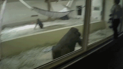 Acid Gifdump, April 08, 2015 (25 gifs)