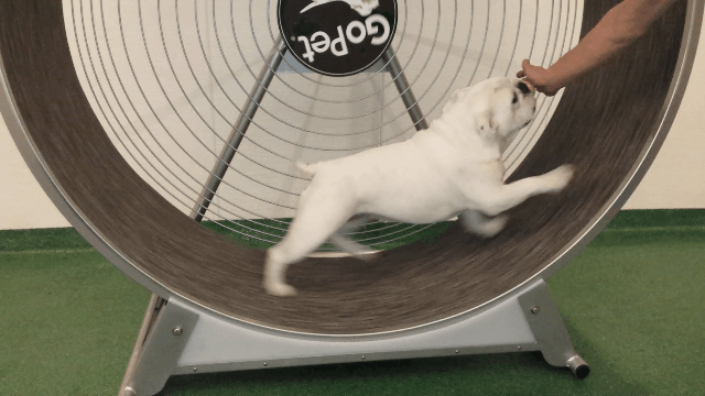 Acid Gifdump, April 10, 2015 (25 gifs)