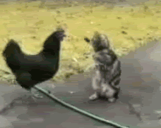 Acid Gifdump, April 10, 2015 (25 gifs)