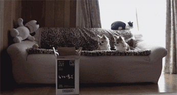 Acid Gifdump, April 10, 2015 (25 gifs)