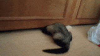 Acid Gifdump, April 30, 2015 (25 gifs)