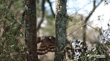 Acid Gifdump, April 30, 2015 (25 gifs)