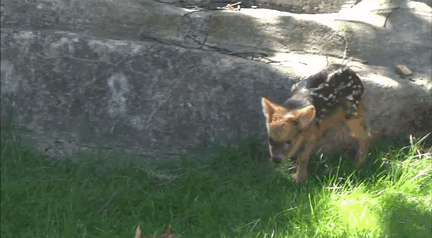 Acid Gifdump, June 12, 2015 (25 gifs)