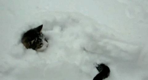 Acid Gifdump, June 12, 2015 (25 gifs)