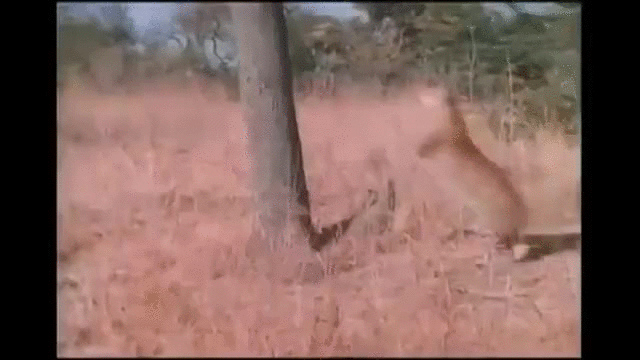 Acid Gifdump, June 12, 2015 (25 gifs)