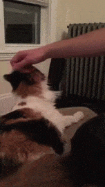 Acid Gifdump, June 12, 2015 (25 gifs)