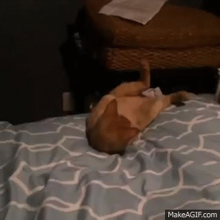 Acid Gifdump, July 08, 2015 (25 gifs)