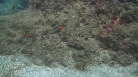 Acid Gifdump, July 08, 2015 (25 gifs)