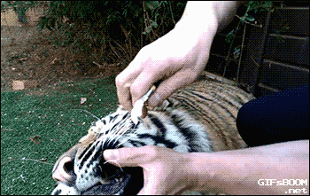 Acid Gifdump, July 21, 2015 (25 gifs)