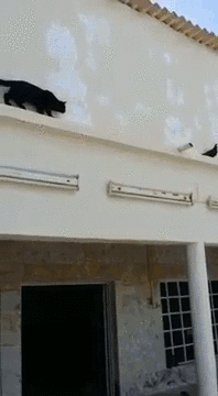 Acid Gifdump, July 30, 2015 (25 gifs)