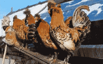Acid Gifdump, August 07, 2015 (25 gifs)