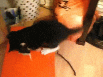 Acid Gifdump, August 07, 2015 (25 gifs)