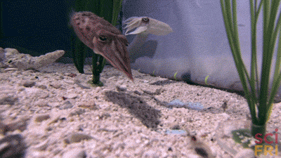 Acid Gifdump, August 07, 2015 (25 gifs)