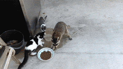 Acid Gifdump, August 18, 2015 (25 gifs)