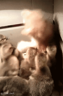 Acid Gifdump, August 18, 2015 (25 gifs)