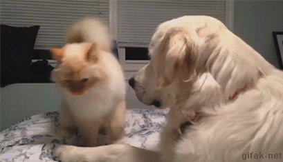 Acid Gifdump, August 18, 2015 (25 gifs)