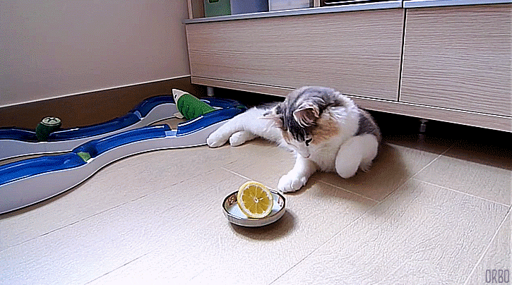 Acid Gifdump, August 18, 2015 (25 gifs)