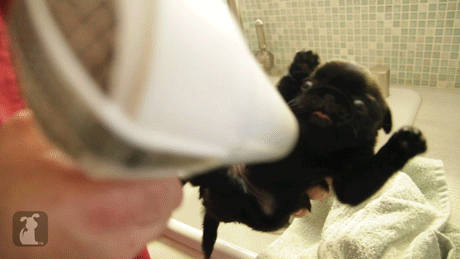 Acid Gifdump, September 04, 2015 (25 gifs)